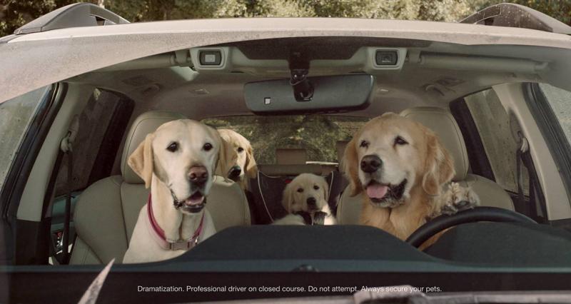 Bạn đã bao giờ thấy “Chó lái xe”?