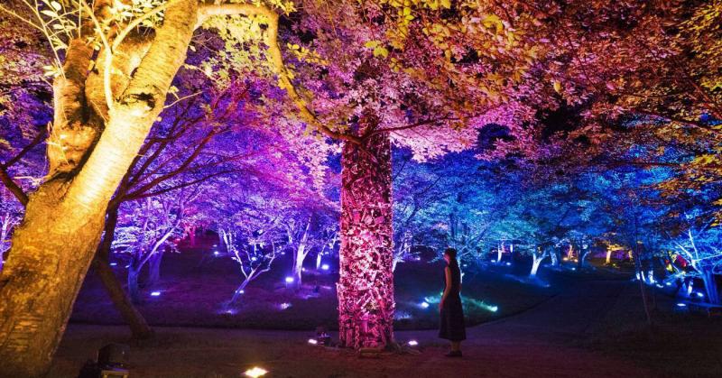 Teamlab biến công viên Nhật Bản thành khu rừng cho Thượng Đế sinh sống