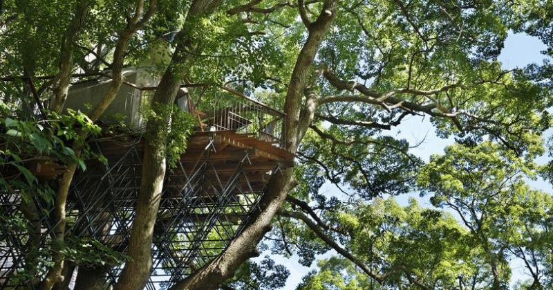 Nhật Bản: Quán trà tổ chim trên cây long não 300 tuổi
