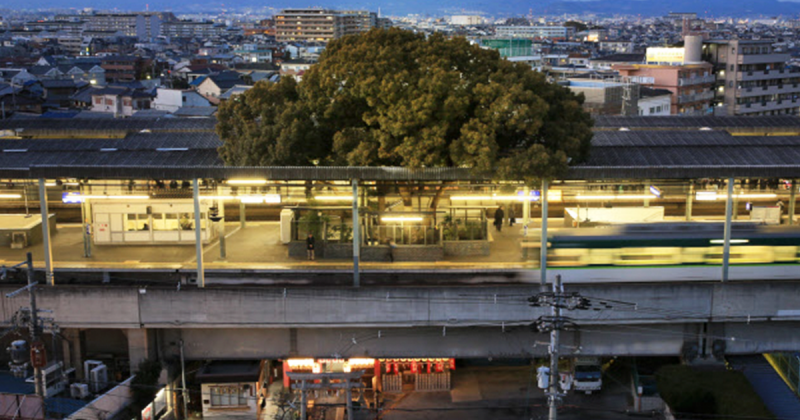 Thay vì đốn hạ, người Nhật xây nhà ga quanh cây long não 700 tuổi