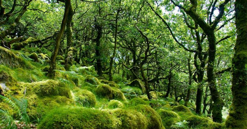 8 khu rừng kỳ ảo tựa tiểu thuyết có thực trên thế giới