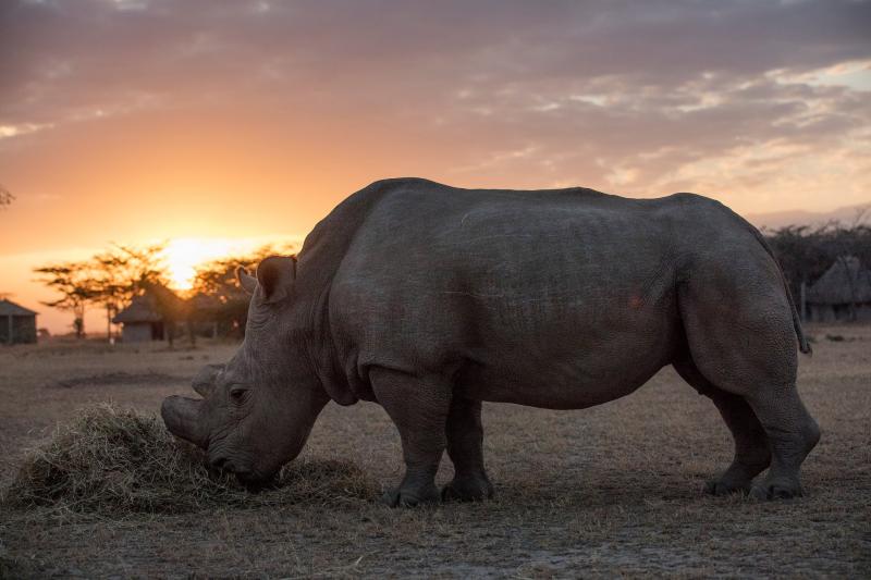 Niềm hi vọng mới cho loài tê giác trắng phương Bắc sắp tuyệt chủng