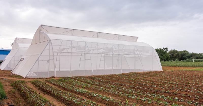 Nhà kính trồng rau kiểu mới giúp người nông dân Ấn Độ đối phó với biến đổi khí hậu