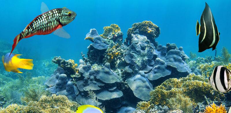 Rạn san hô Belize đã ra khỏi danh sách di sản thiên nhiên bị đe dọa