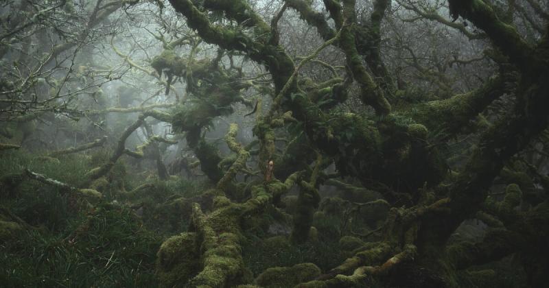 Khám phá vẻ huyền bí của những khu rừng nguyên sinh ở Anh qua ống kính của Neil Burnell